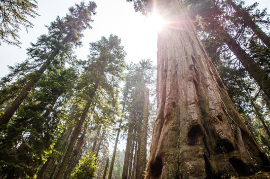 Unlocking the Power of Nature: The SCINATURALS Difference
